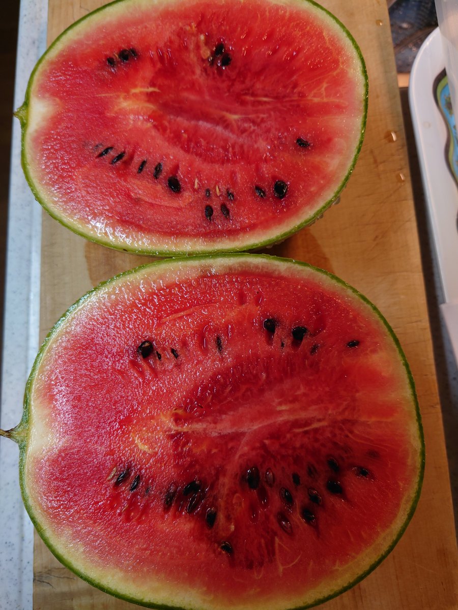 tomomixy888's tweet photo. 昨日の収獲✨

小玉スイカちゃん🍉が🥲
カラス(多分)にやられていました

葉が枯れて、まだツルが緑なので暫く置いておいたら段ボールどかしてネットも破って食べられていました

突かれたトコとって食べたら美味
食べ頃、よう知っとる😂

#家庭菜園
#小玉スイカ
#ミニトマト
#ゴーヤ https://t.co/B2JwwcnyIa