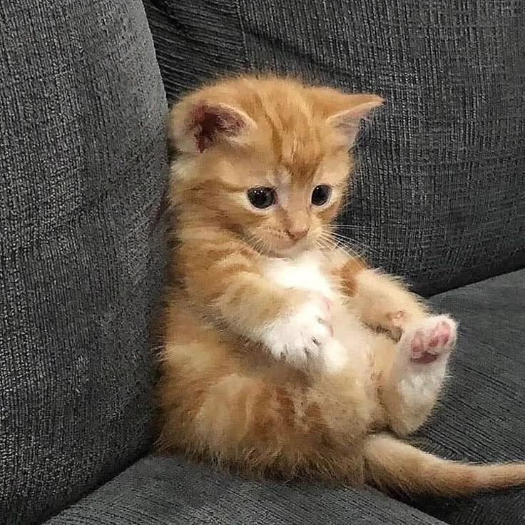 TraderPhainon's tweet photo. @TraderMydei Ha … Paham singa sangat melekat dengan kamu dan Castrum Kremnos, tapi kamu lebih mirip sama ini. https://t.co/xfaVjYroSy