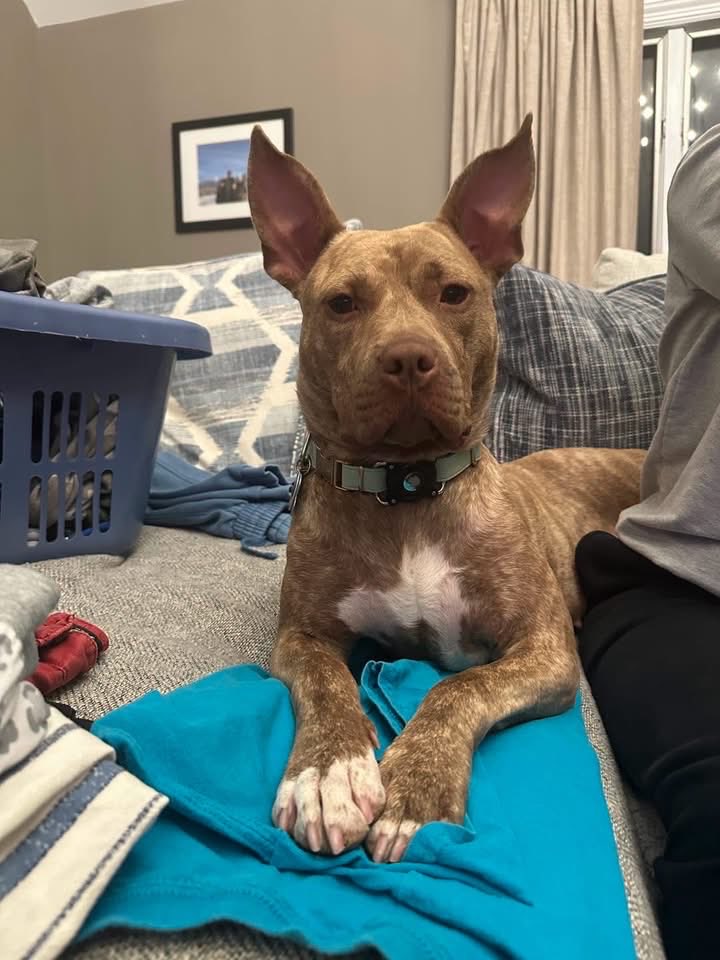cnwhnj's tweet photo. Meet Lola! This young pit mix is an affectionate sweetheart! She absolutely adores people, is smart &amp; eager to learn. She will be happiest as the only dog. She is a little jumpy and needs some training . 
Lola may be the perfect addition to your family.

 https://t.co/7a2gqGRLsT https://t.co/tiy3OCH2OG
