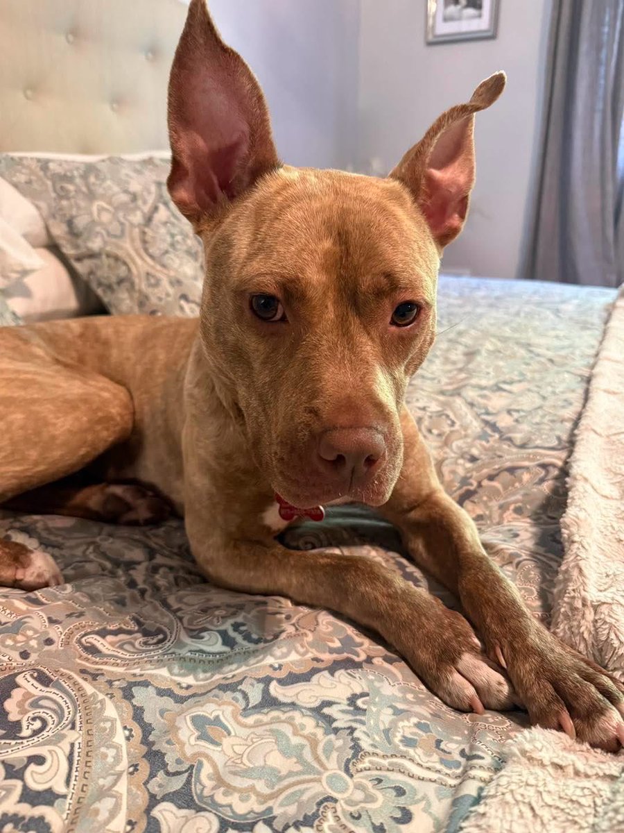 cnwhnj's tweet photo. Meet Lola! This young pit mix is an affectionate sweetheart! She absolutely adores people, is smart &amp; eager to learn. She will be happiest as the only dog. She is a little jumpy and needs some training . 
Lola may be the perfect addition to your family.

 https://t.co/7a2gqGRLsT https://t.co/tiy3OCH2OG