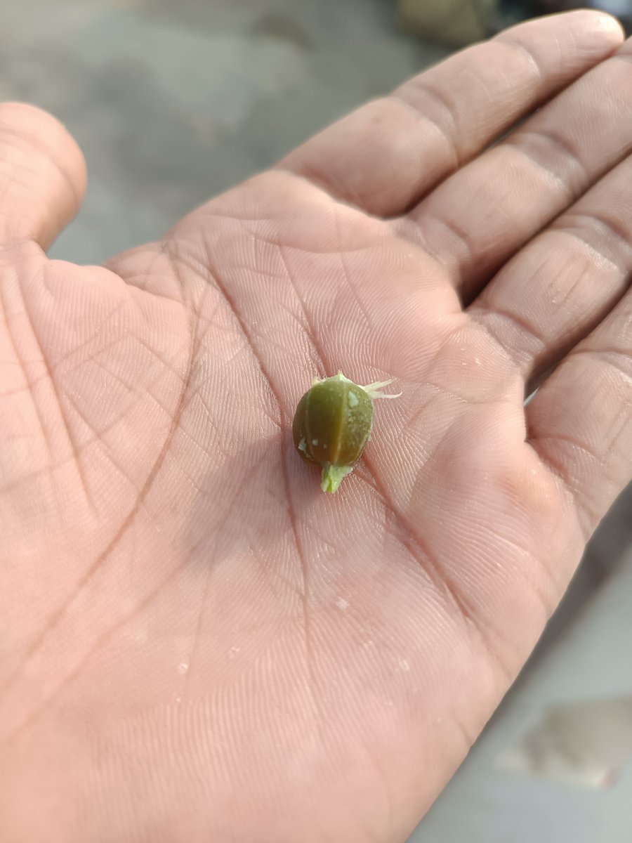 AgentRusher03's tweet photo. Jeevitham lo first time usirikaya ni complete ga tinna https://t.co/flu0Vfk6K9