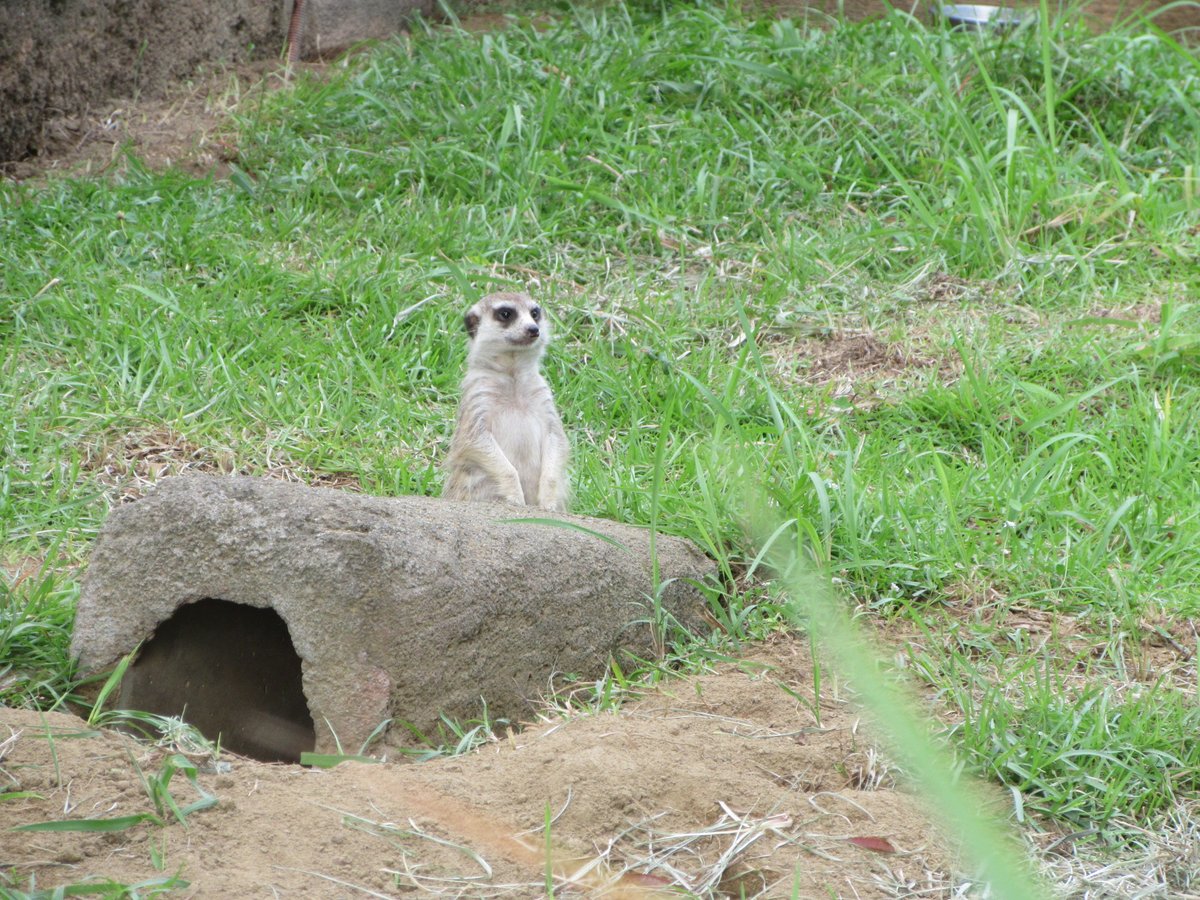 動物画像 (@nosunshine234) / Posts / X
