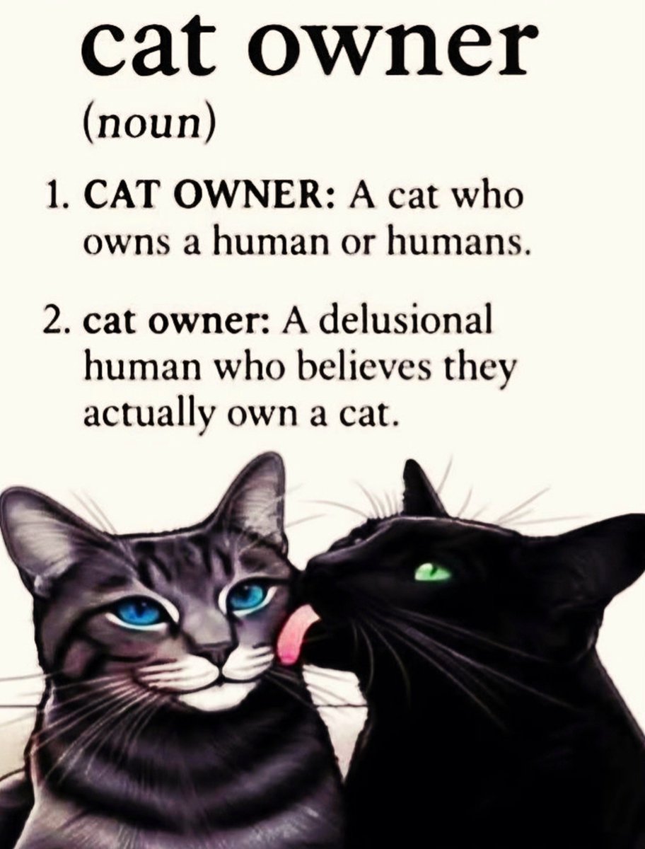 pawsandcactus's tweet photo. 😹😹😹 Lolz... Quite true. 
#adoptdontshop 
#caturday
#cat
#funnycats
#catlovers https://t.co/uE8rHjKtjU
