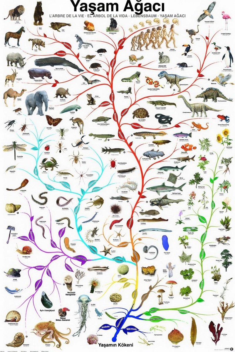 Kenancamurcu's tweet photo. Evrim teorisini savunanların verdiği emek, sarfettiği gayret, çaba, araştırma, inceleme, onca uğraş, yanlışlanan bilgileri eleyip yerine doğrularını koyma, sürekli bir didinme hali... öyle değil mi?

Peki, buna karşın, yaratılış teorisine inananların yaptığı bir tek bilimsel çalışma var mı? Evrimci biyolojiye "öyle değil" demekten başka ne var mesela? "Esbap (sebepler) dairesi" dedikleri nedenselliği gösteren bir şema? Sıfır değil mi?