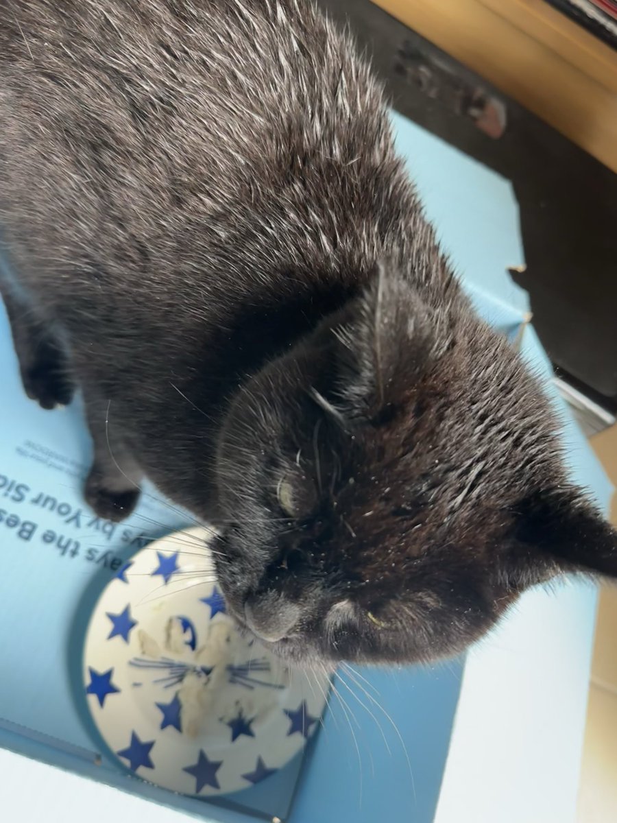 Munch Pudding™️ 🐈‍⬛ ✌🏼 🇵🇸 🇨🇺 🇬🇱 🇪🇺 tweet media