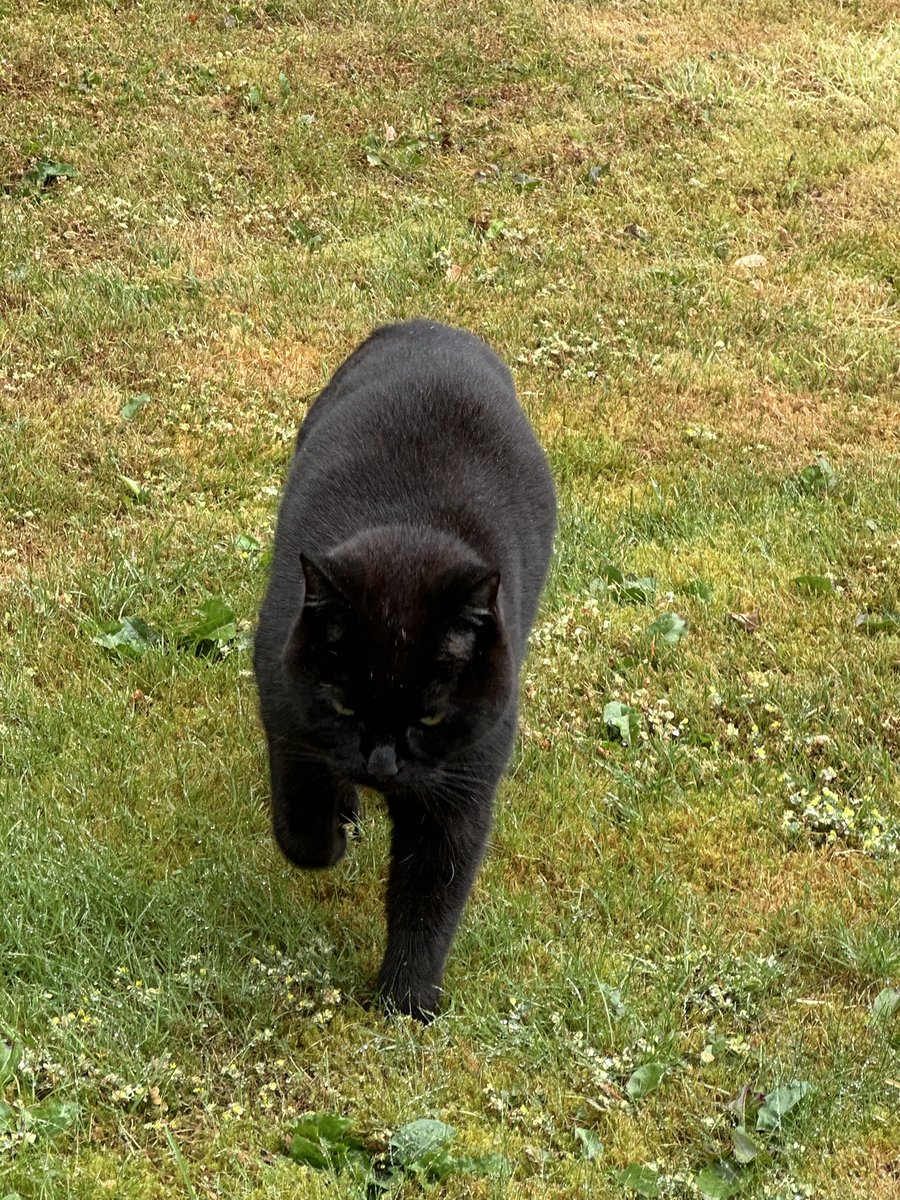 Munch Pudding™️ 🐈‍⬛ ✌🏼 🇵🇸 🇨🇺 🇬🇱 🇪🇺 tweet media