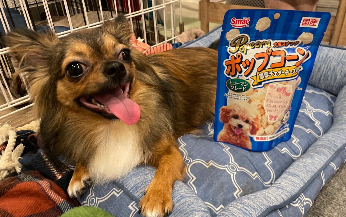 79910114jack's tweet photo. もみじパイセンから誕プレもらってご満悦の関羽です🎵超笑顔…笑
今度遊んでもらおうねぇ！

#チワワ
#チワワです https://t.co/33Wi95sDsq