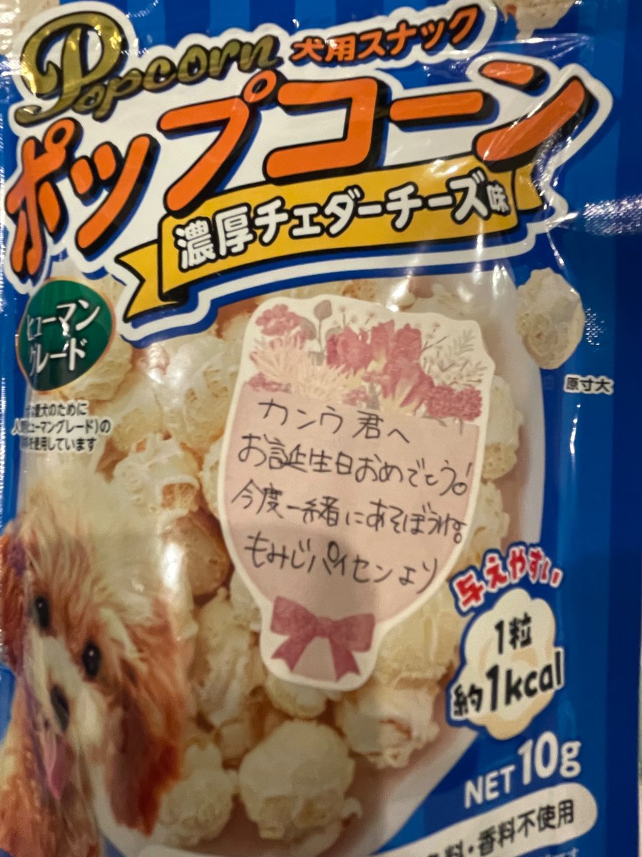 79910114jack's tweet photo. もみじパイセンから誕プレもらってご満悦の関羽です🎵超笑顔…笑
今度遊んでもらおうねぇ！

#チワワ
#チワワです https://t.co/33Wi95sDsq