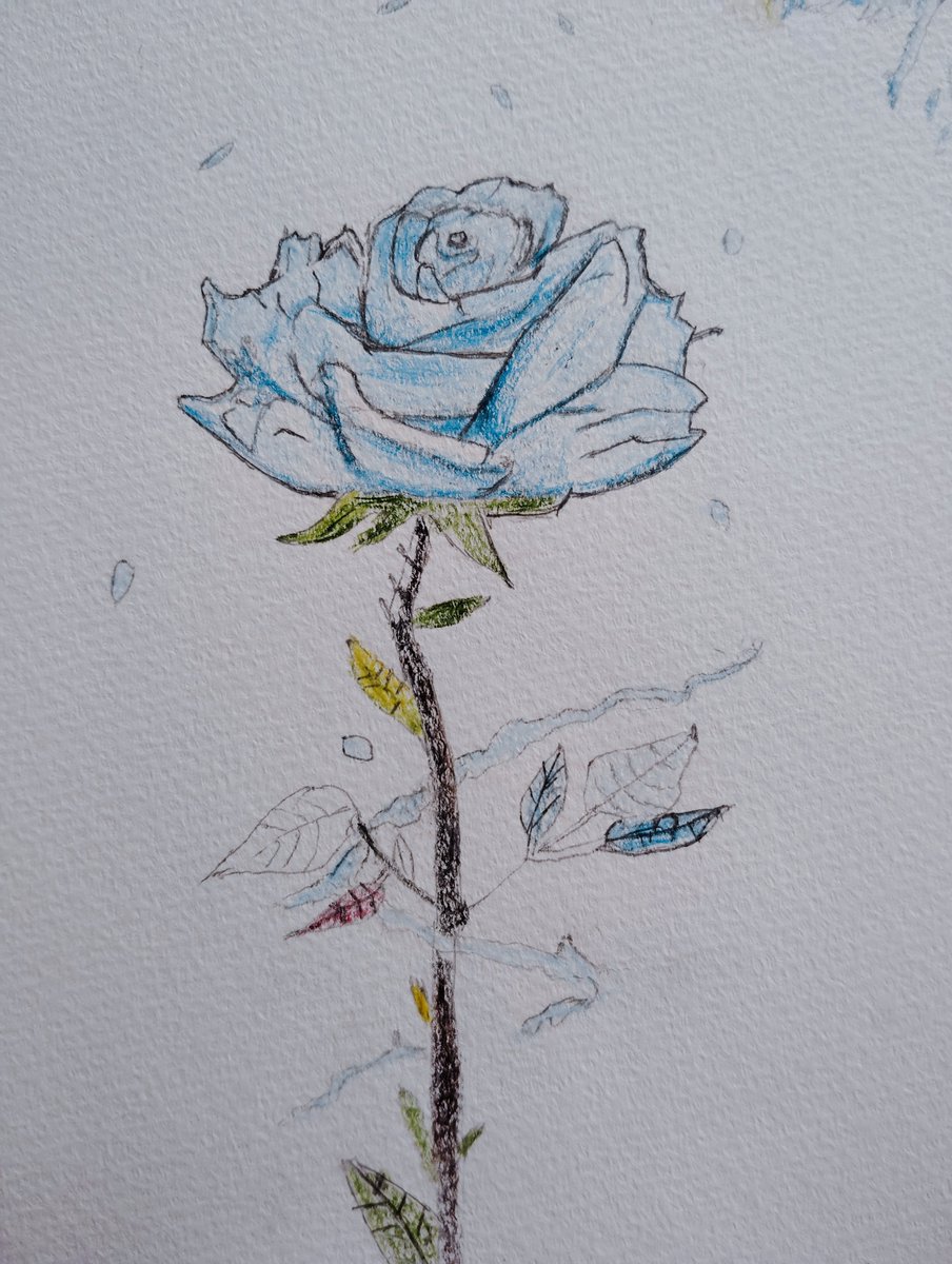 noa_des1024's tweet photo. にっこうさんの素敵な青い薔薇アートを参考に、色鉛筆で描いてみました！フィルターをかけたら透明感が出てお気に入りです🌹✨
#イラスト #色鉛筆イラスト #薔薇 #模写 https://t.co/FOQaNOv3wI