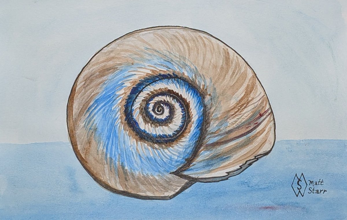 MattStarrFineA1's tweet photo. This is my detailed spiraling pattern with watercolor and ink painting of a shark eye seashell: https://t.co/3uovv0lFIb
#mattstarrfineart #sharkeye #seashell #shells #sharkeyeshells #art #painting #tshirts #ArtoftheDay #tshirt #artistic #artwork #artlovers #BuyArtOnline https://t.co/loOtM8QogG