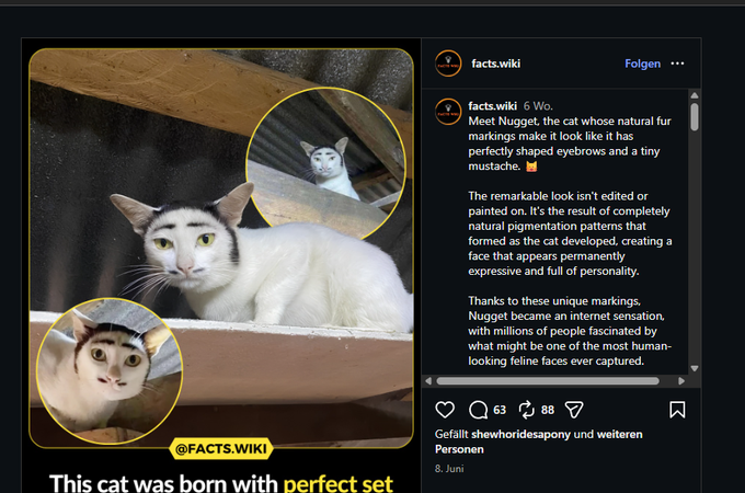 boolishdeployor's tweet photo. wait how is this coin at 60k ath 170 when its the wrong name?!
Nong is a fake name and i found the real one!

This account posted about him 6weeks ago and he is named nugget!

https://t.co/Td9z1wy1E8 https://t.co/APrknIUltI