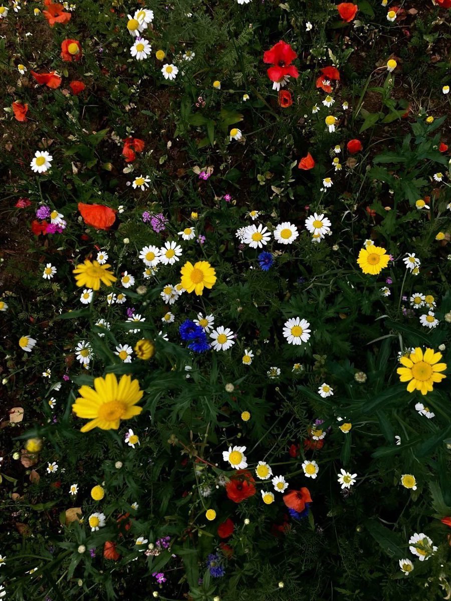 aestheticspost_'s tweet photo. Blooming flowers. https://t.co/UV0xE9M3pa