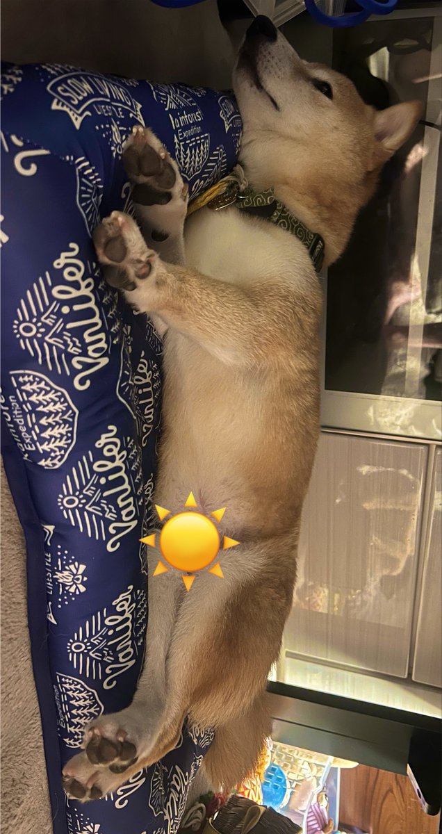 Ruka_UNPLACE's tweet photo. 犬用ひんやりマットが特売だったので、
うにプレ🎁
気に入ってくれたみたい。
嬉しい。 https://t.co/WMOAjSXezu