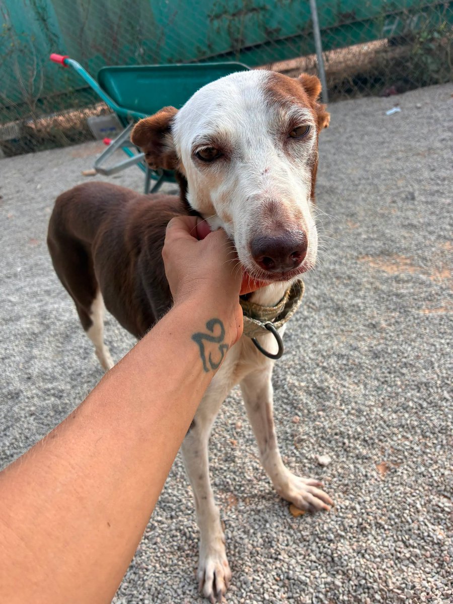 SosAbuelos1's tweet photo. #VALENCIA
Esta es #CUBANA, una perrita de 13,5 kg y 12 años muy tranquila. Cariñosísima con el humano, también se lleva bien con sus compañeros perretes y con los gatos de casa.

Es la compañera perfecta para momentos de relax

Contacto: sospodencorescue@gmail.com https://t.co/1hKQ4oAL8F