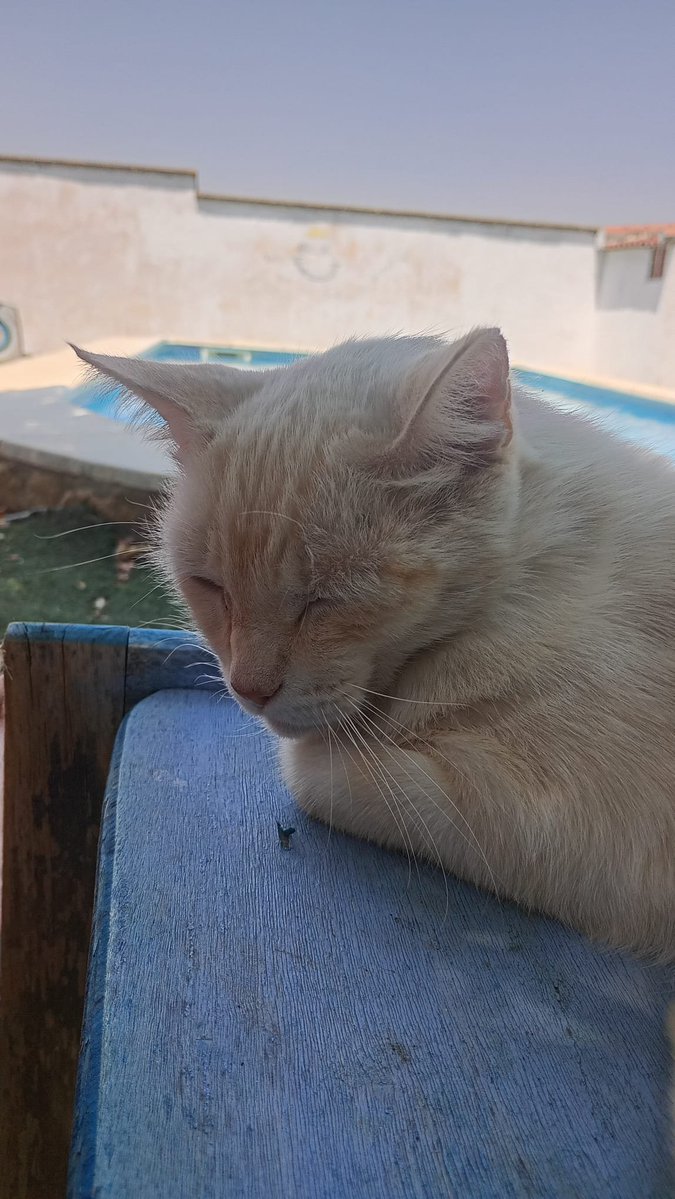 FrancisLuque73's tweet photo. Dar un paseo fresquito a primera hora por la vega, una tostada muy grande en Belicena y terminar piscineando junto con la mejor compañía posible es algo que no tiene precio https://t.co/3uOBQG5vF4