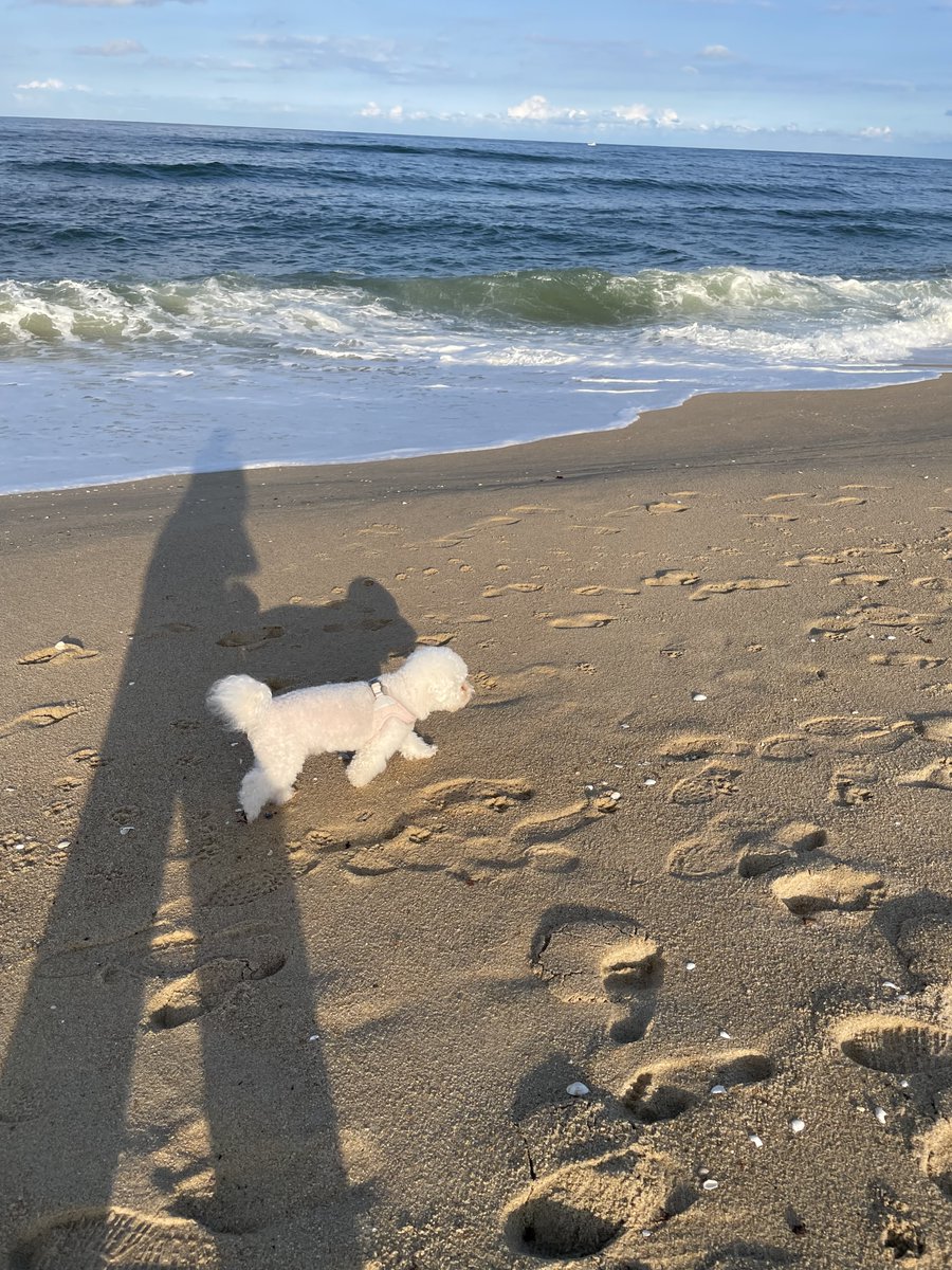 pikaole's tweet photo. My beloved dog, 얄레 (Yallet), passed away yesterday. Yallet was my first dog, and he truly loved to eat. Now he has gone on a gourmet journey where he can eat whatever he wants. I would be grateful if you could pray for his happy journey. https://t.co/NLV8KAYw5b