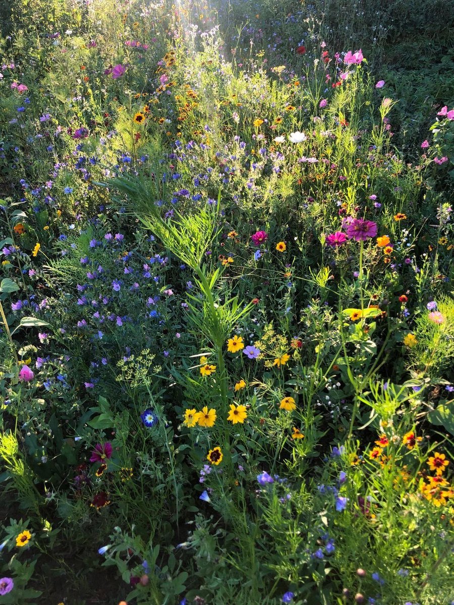 aestheticspost_'s tweet photo. Blooming flowers. https://t.co/UV0xE9M3pa