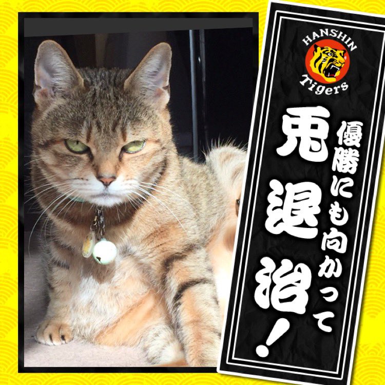 1438Hero's tweet photo. とらほー！＼(^o^)／
よっしゃあー！オールスター楽しんでな
同率だけど首位は首位じゃ！
#hanshin #tigers #阪神 #阪神タイガース #猫 https://t.co/HsU0mSaAY5