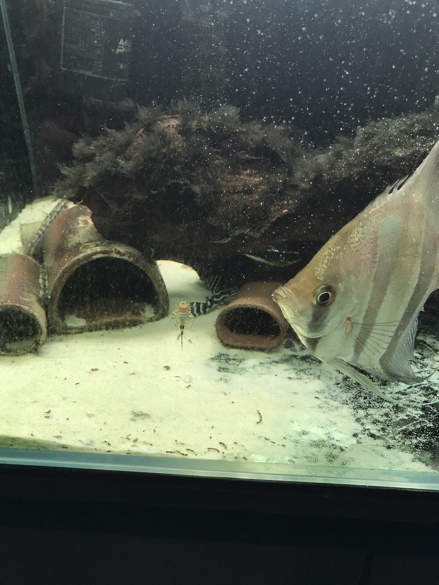 shasa_iris's tweet photo. いつ産まれたのかフィッシュレットの中におチビが3匹いたー

アルタムさんや？餌じゃないからね。 https://t.co/gD2Zbg4hZT