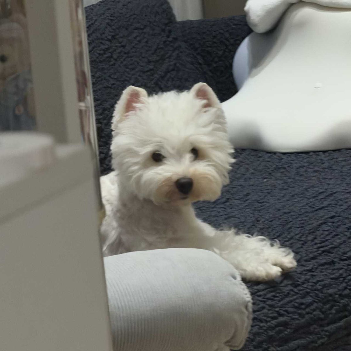 cherryxiaoyiii_'s tweet photo. Fluffy baobao!!!! https://t.co/119ylX1hUK