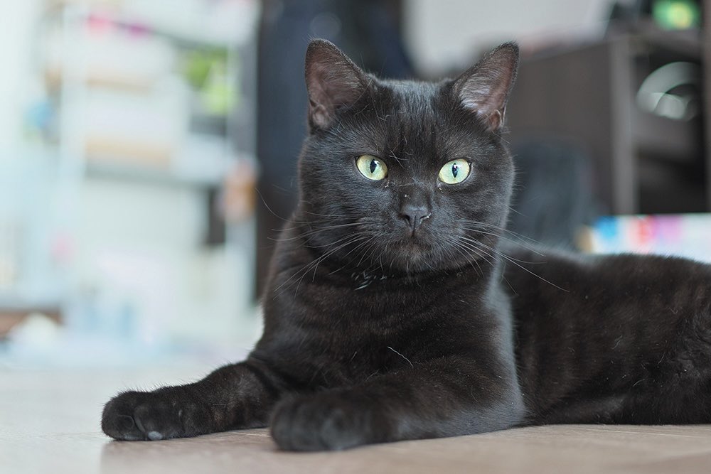 r1999_udimos's tweet photo. Our first udimo of the day is Druvis!! 🐈‍⬛🌱

Druvis’ udimo is a black cat!! In Japan, it is said that spotting a black cat is a sign you’ll find true love soon, and many single people are encouraged to own them to attract potential partners!! https://t.co/fqzbKuTM0K