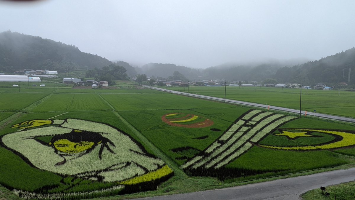 tanboart_hy's tweet photo. #西根田んぼアート2026
#羽生くん田んぼアート2026 
7月26日(日)🌾🌾🌾
今日は降ったりやんだりの一日でした☔それでも100人程ご来場してもらえて感謝です😊  羽生くんのお顔の部分とかに使ってる黄色大黒がだいぶちゃんと黄色くなってくれたし、あかねあそびは消滅せずに元気に育ってくれて一安心💚 https://t.co/F0QbVk0aqb