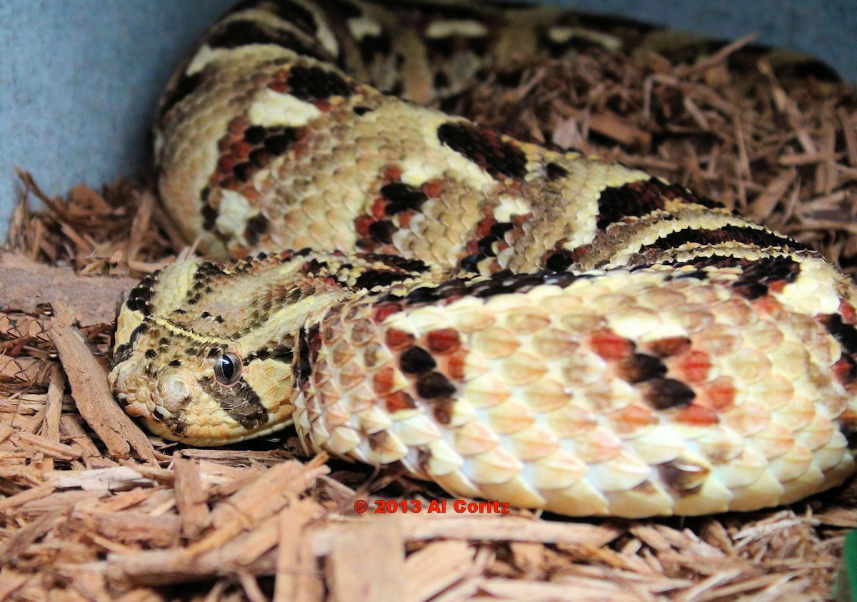 RealViperkeeper's tweet photo. Puff Adder(Bitis arietans) from near Lake Nakaru https://t.co/9a8yQwI2fZ