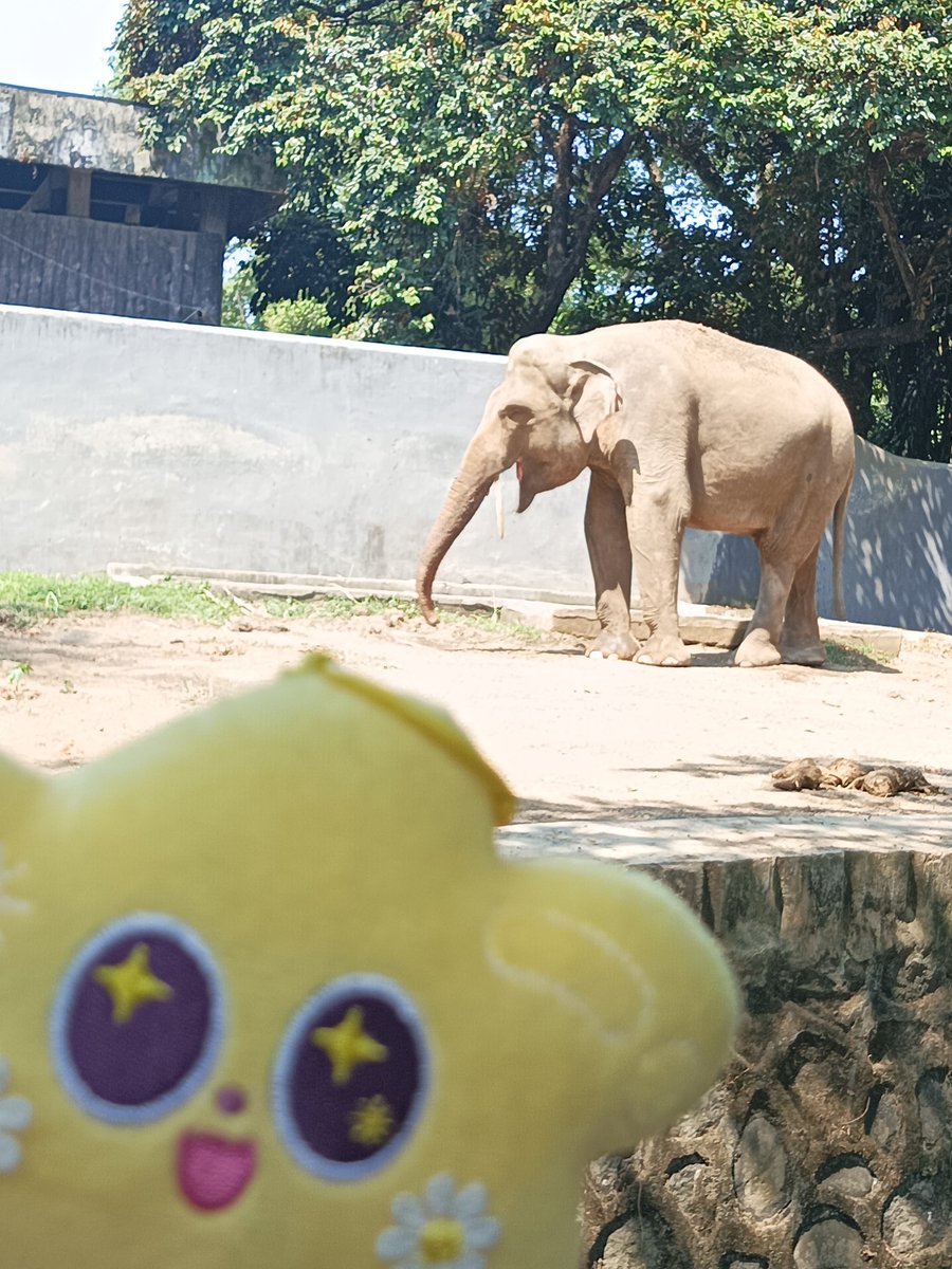 kiiispace's tweet photo. Riri dan kakak gajah 😍🐘 https://t.co/svKumNFq4v