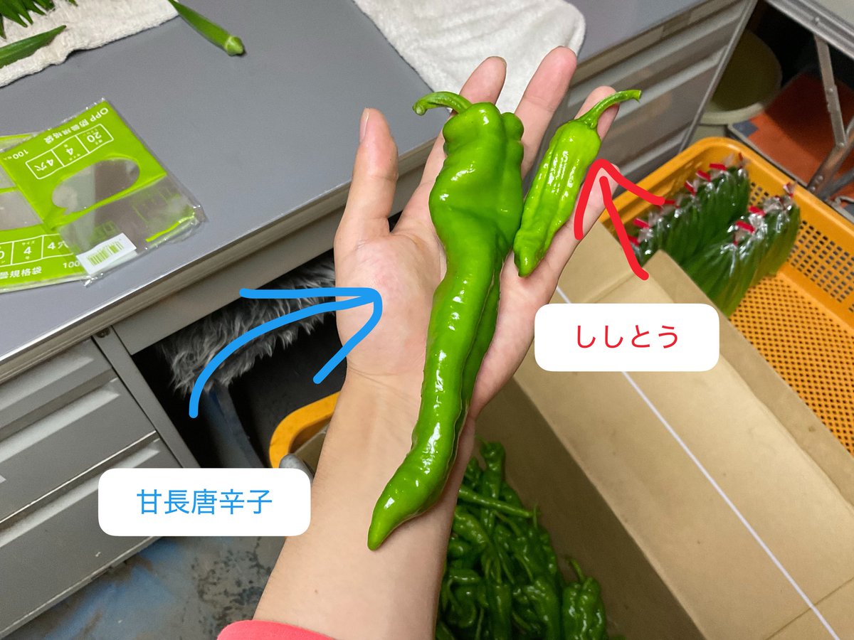 yuma_VL's tweet photo. 今年はあんまり木が悪くて稼げなそうだけどいいのができたかな？ https://t.co/pXb1H58JlL