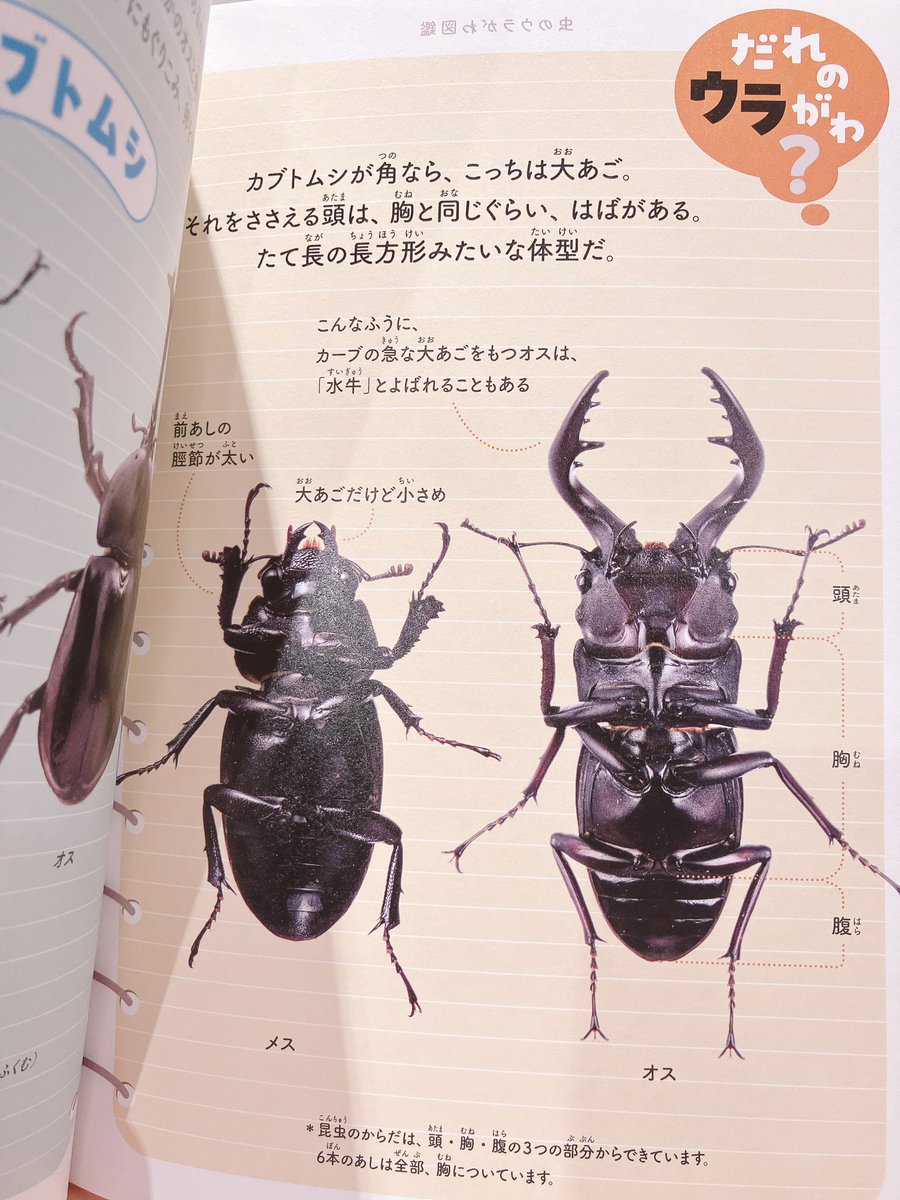 THESTUDYROOMuen's tweet photo. 📚新しい書籍たちがやってきました📚

ダーウィンが来た！のシールブックはいろんな動物たちの最高の瞬間がシールになっています！可愛すぎる…！✨

他にも虫の裏側が見れちゃう図鑑や分かりやすく色んな虫について学べつつ４コマ漫画も楽しめる書籍などなど…
虫と夏を楽しみましょう☀️

スタッフ🐍 https://t.co/t79ufBNURE