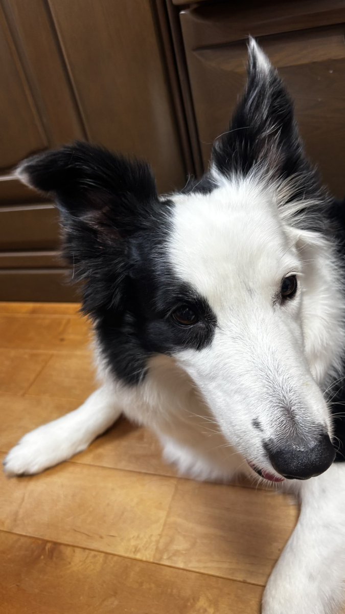 fuji_018's tweet photo. @naruse_00000 お前も犬を愛でないか() https://t.co/7uPpjGTCP5