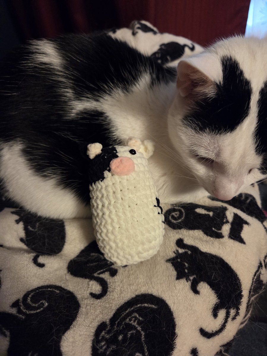 TheSprinklesCat's tweet photo. Meowmy got me a new mini me! But she says it is more a decoration instead. It is a little cow that looks a little bit like me! It will probably end up in my catio! Hope mew have a purrfect #SundayFunday! #cowcat #CatsOfTwitterX #AdoptDontShop #StaySafeFurrends https://t.co/DZ7EPWZ2du