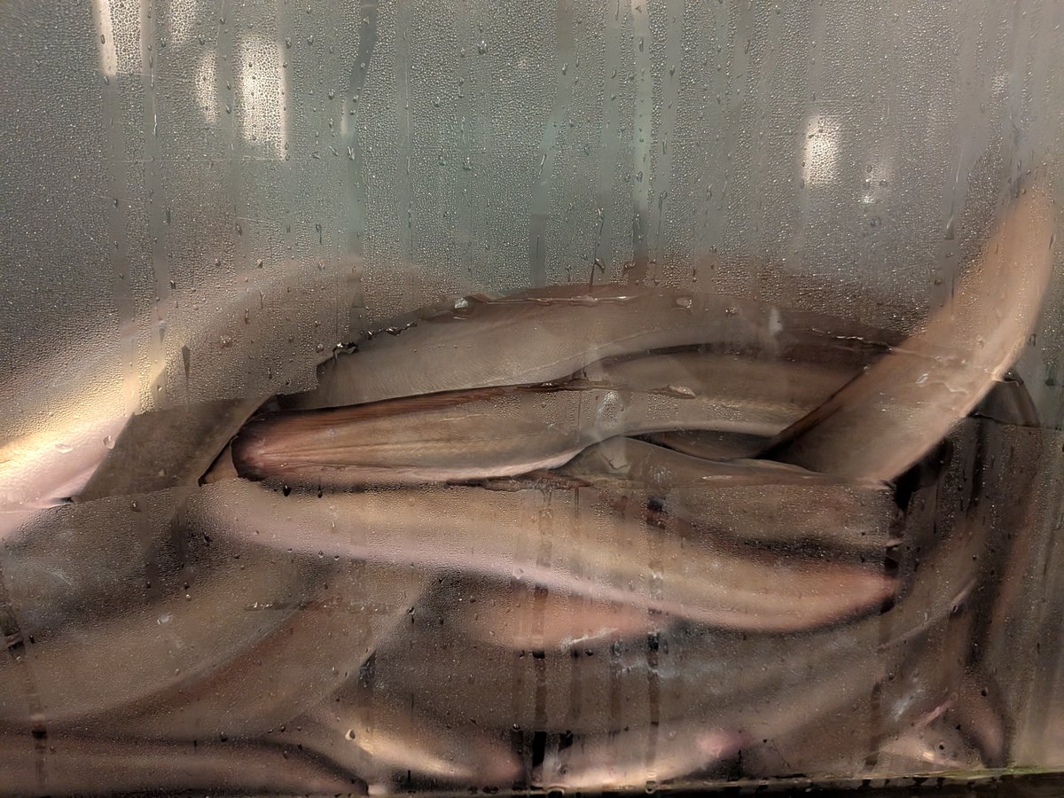 Rpm5I's tweet photo. 散々うなぎ食わせた後に生きてる姿見せるのサイコパスだろ…
#浪人界隈美食部 https://t.co/BB5skjdgQS