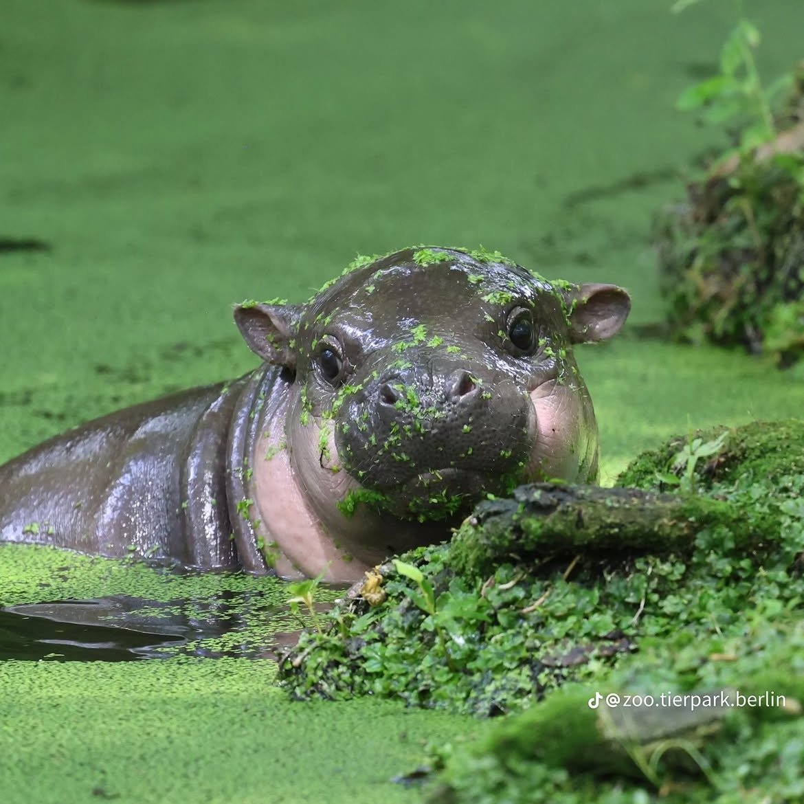 AMAZlNGNATURE's tweet photo. Baby hippos are so underrated

Meet Brötchen, the 3 month old pygmy hippo from Berlin Zoo whose name means "bread roll" in German. With her playful nature and irresistible charm, Brötchen has become a favorite among visitors and animal lovers alike https://t.co/8VMbha62Ub
