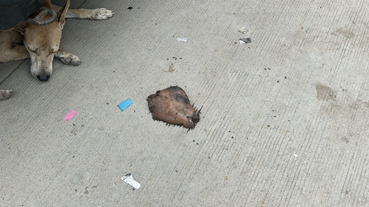 ChaiKaPyara's tweet photo. Beheaded child cattle head found near Nitya Chandra Jain Dharamshala Taleti Road Palitana
Please Investigate and help https://t.co/FfOKUwhnh8