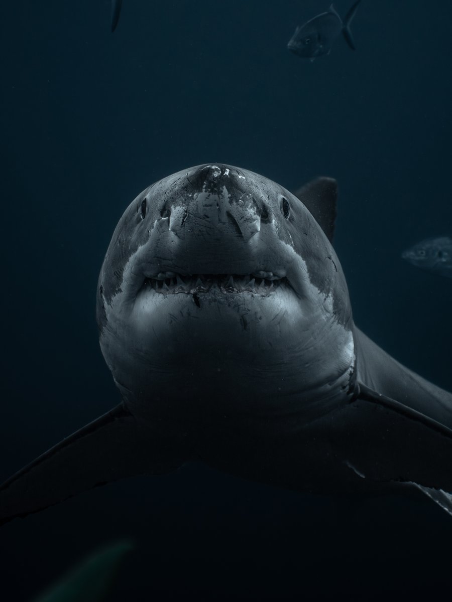 Discovery's tweet photo. 📸 + 💭: IG @/kendallrosephoto

“The great white shark is considered to be the most iconic shark in the ocean, instantly recognizable wherever it's found. Powerful, curious and incredibly well adapted, they've been ruling the seas for millions of years. They're often misunderstood, but in reality, great whites are naturally cautious animals that play an important role in keeping our marine ecosystems healthy.”

#SharkWeek starts TONIGHT at 8P on Discovery.

#MarineMonday #Sharks #GreatWhiteShark