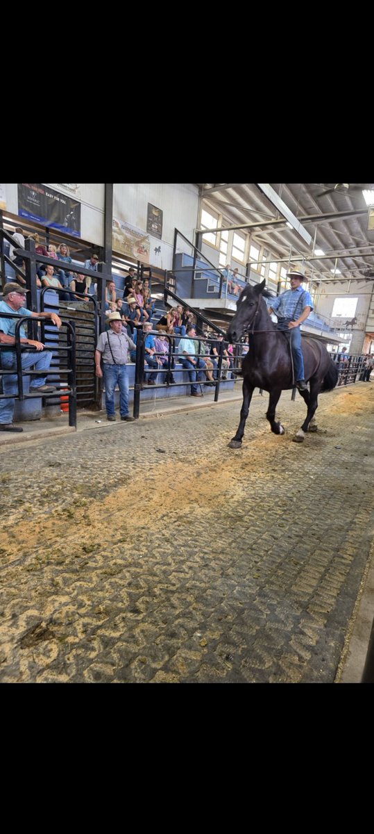 AllisonRFnc's tweet photo. @TWUNYS Identify this carriage horse who sold at New Holland three weeks ago. Where is he now? https://t.co/9TWCVzQJ1V