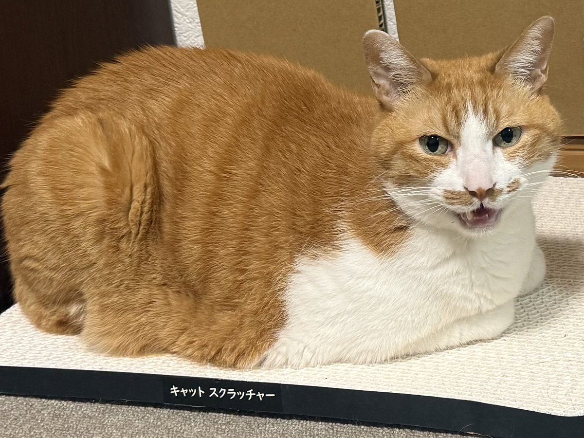 souga77's tweet photo. うちの猫
キャットスクラッチャーです https://t.co/mZZ5ZUF0fT
