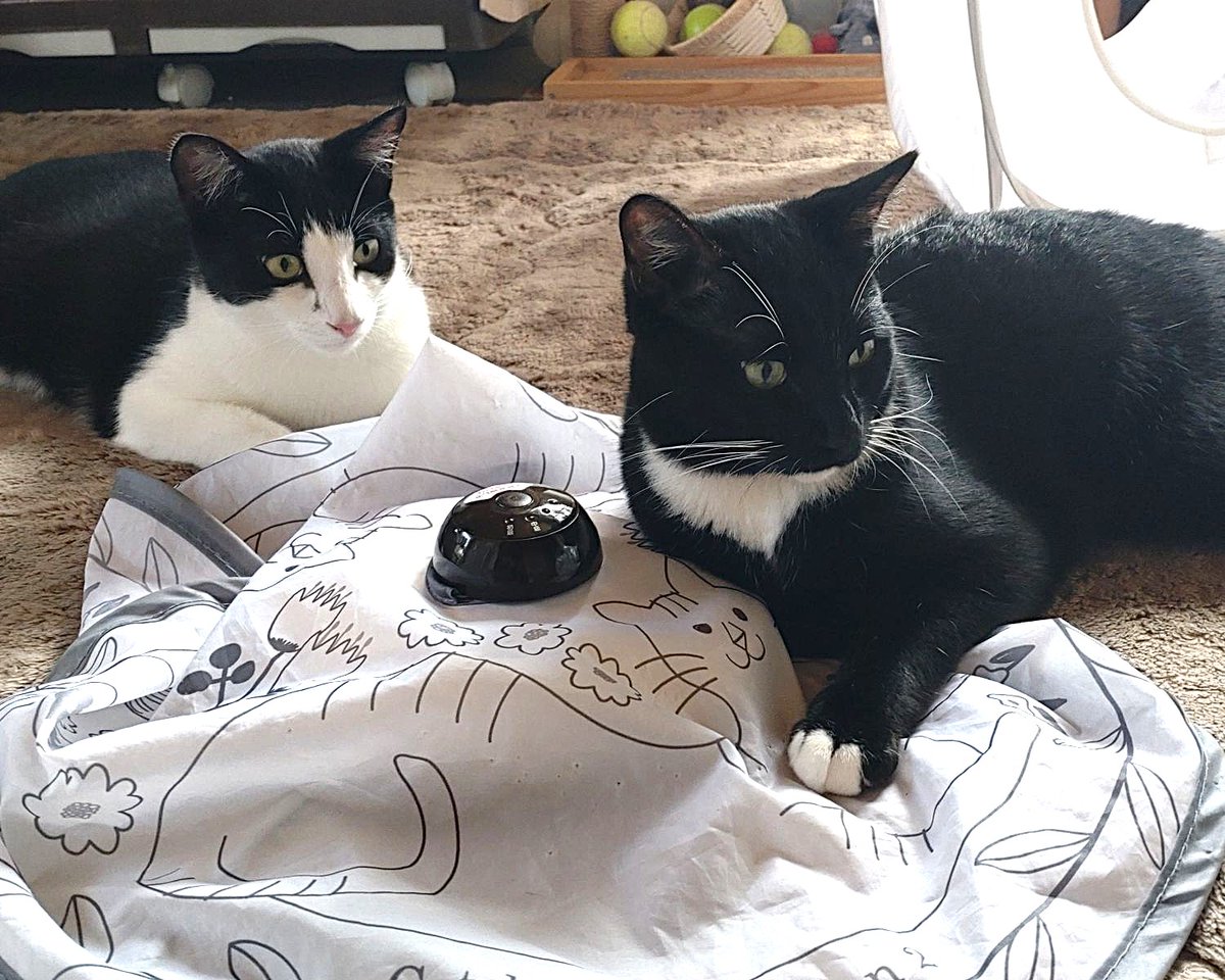 jp_sight's tweet photo. 🐈‍⬛ Meet Keira.

He is a rescue cat from Japan who loves spending every day with his brother, Lime.

Shortly after we welcomed them into our family, Keira was diagnosed with a congenital heart defect called Atrial Septal Defect (ASD). He has an 8.9 mm hole in his heart, and the right side of his heart has become significantly enlarged. Open-heart surgery is the only treatment that can correct it.

Despite his condition, Keira is still a cheerful cat who loves life. My greatest wish is to see Keira and Lime grow up together.

If Keira's story touches your heart, please consider supporting his journey.

Every share, repost, and donation gives Keira another chance at a healthy future.

Thank you for being part of Keira's journey.

🔗https://t.co/VoiFRlcwqI

#保護猫 #RescueCat #CatLovers #SaveKeira