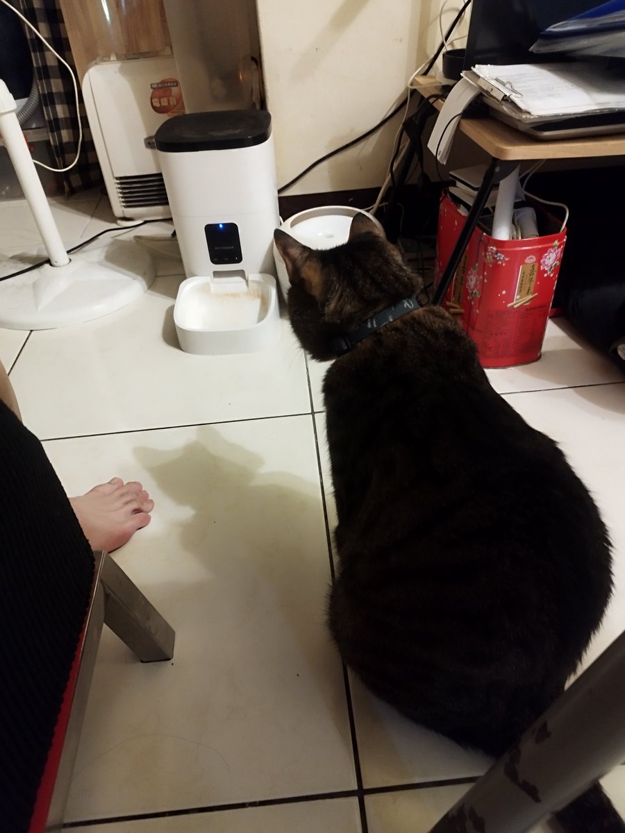 RamesesETH's tweet photo. 小屁孩只要時間到就會坐在自動餵食器前等待
就像每天早上等待早安的那則訊息一樣
習慣性的在同一個時間等待即將發生的事情
某一天突然改變了這些習慣
會失落、會沮喪、會難過
但還是要告訴自己
要習慣原本的習慣消失的一天 https://t.co/abq8zxK0wz