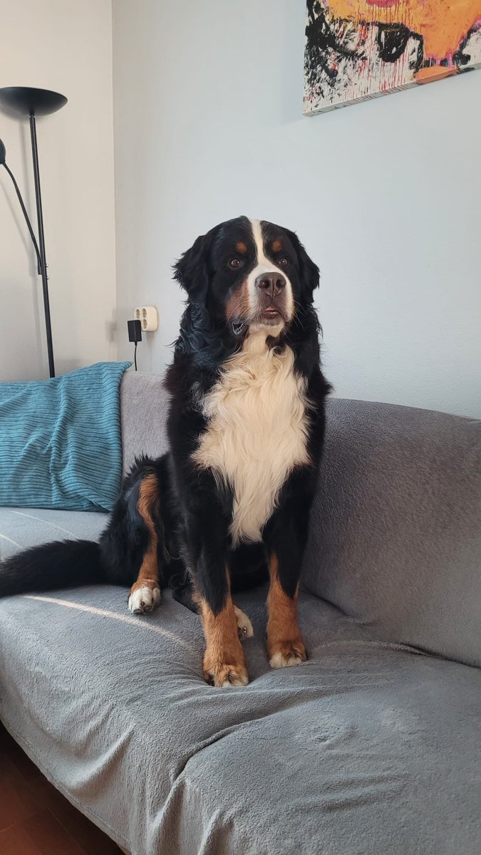 JohanLooise's tweet photo. The couch is mine . #dogs #bernesemountaindog #leffe https://t.co/jltSPv4MJb