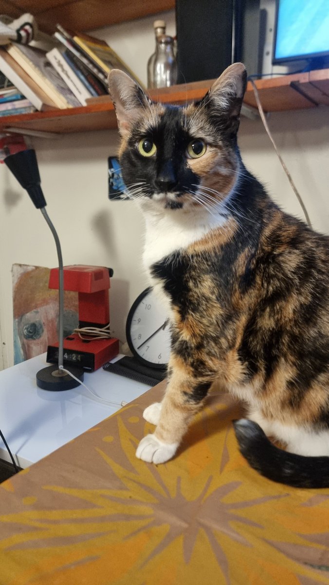 Koko the cat tweet media