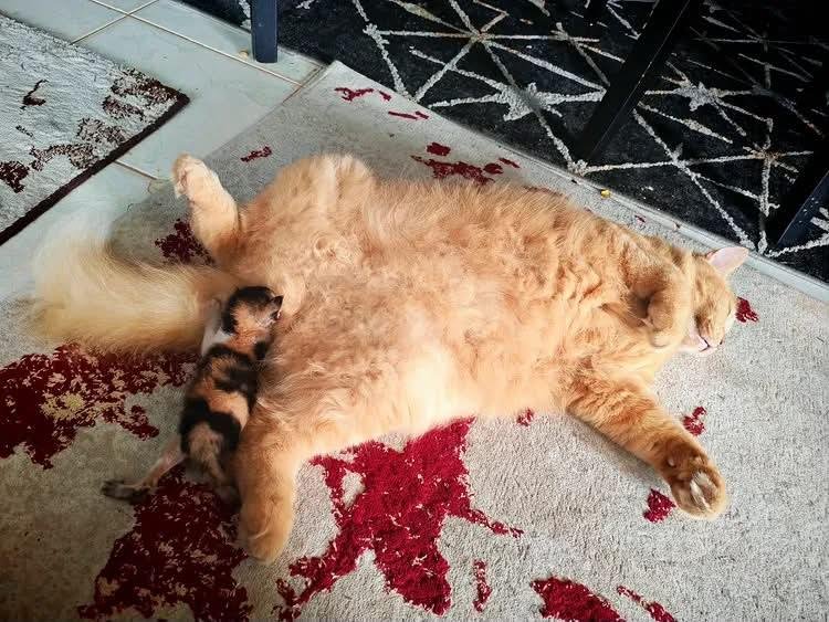 peteerr0's tweet photo. Kedi sevgimi kimse sorgulayamaz https://t.co/1yKKISBtDP
