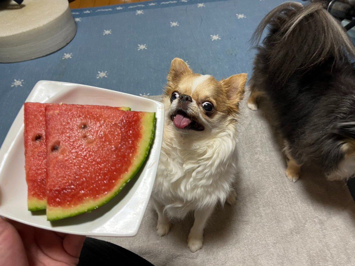 echigoyamoke's tweet photo. 初物🍉もらったよ〜☺️ https://t.co/qyXHeFoGv7