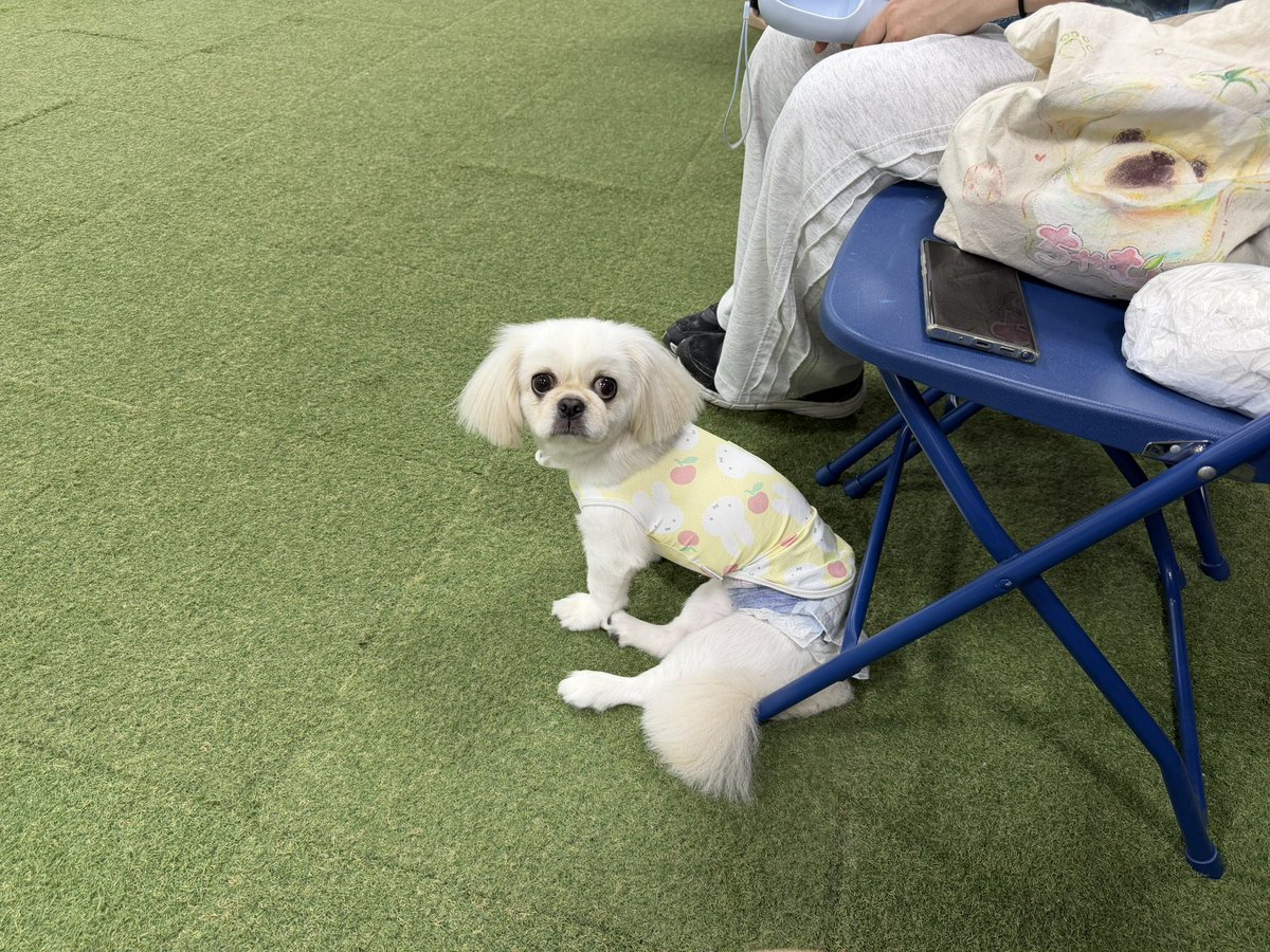 yukibonnosuke's tweet photo. 本日もドッグラン行ってきたわよ！

ちゃむころものお友達のペキちゃん達もいて幸。

ころもくんはびびりっちょであまりランしませんでした。

#聞いて聞いておみるちゃん https://t.co/4XGHqCdtAS