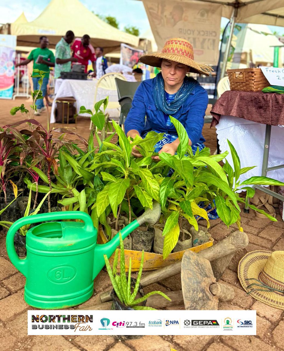 Citi973's tweet photo. 📸 Bringing nature to the fair! Beautiful ornamental plants on display at the Northern Business Fair. 

#NorthernBusinessFair2026 #ChannelOneTV #CitiFM #Tamale https://t.co/1A29tj9xTb