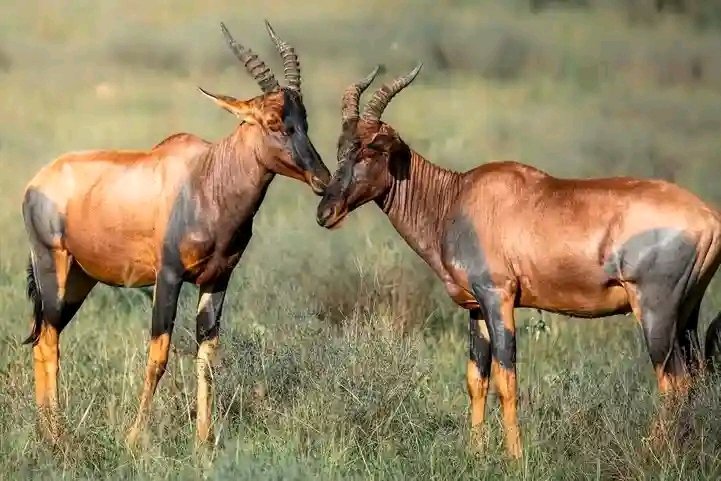 OleMasoi0's tweet photo. The lek breeding system in Topis. Male topis  gather in a lek—a cluster of small neighbouring territories.
Each male occupies a tiny display area.
Females visit the lek  to choose a mate.
 Few males, especially those in the centre of the lek, achieve most of the mating. #Eugenics https://t.co/7myPEsjUGv