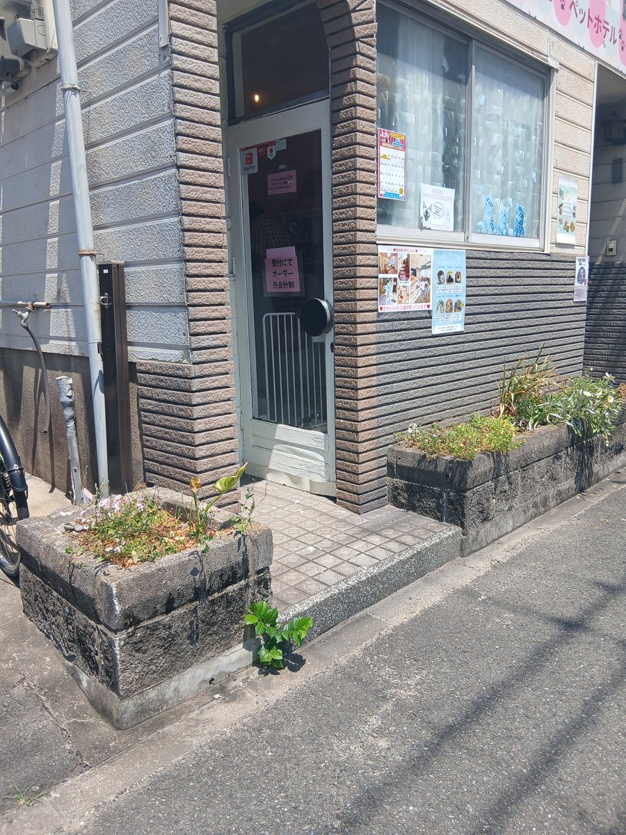 21ayaka06's tweet photo. 今日は保護犬猫譲渡カフェりぼんの花壇をできる限り整えました。
猛暑でも、頑張って咲く花達すごい…！ https://t.co/4gPwISI8aM