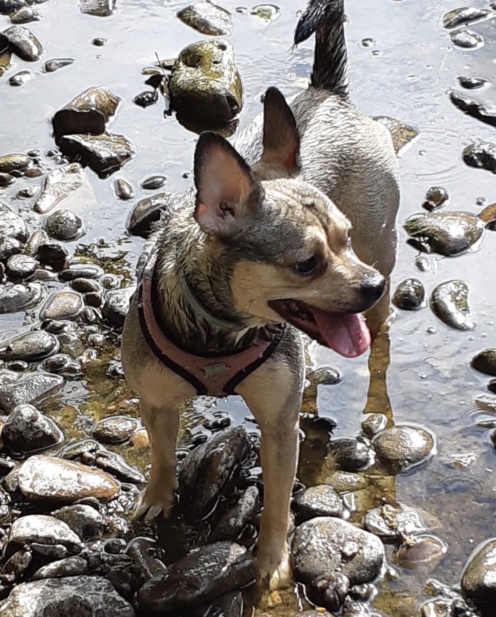 H2RScotland's tweet photo. This gorgeous girl is Poppy, an 8-year-old Crossbreed who is searching for a loving new family to spend her golden years with.

Making the decision to rehome Poppy has not been easy. She is very much loved, but due to changes in her owners’ circumstances, they can no longer give her the exercise she needs. Poppy is a strong dog on the lead, and while her owner has always walked her, he is now unable to do so because he is not strong enough. They want to do what is best for Poppy and find her a home where she can continue to thrive.

Poppy is a wonderfully affectionate girl who absolutely loves fuss, cuddles, and being close to her people. In fact, she’s happiest curled up on her owners’ bed at night! She’s friendly, enjoys the company of children, and loves meeting other dogs. She can be quite boisterous when she plays, so she’d be happiest as the only dog in the home where she can have all the attention to herself.

She has a healthy appetite and isn’t fussy with food, happily eating both wet and dry food, with chicken being one of her favourite treats. Poppy is microchipped, spayed, registered with the vets, and has no known medical issues.

Although she hasn’t travelled in the car very often, she has happily been on a bus, showing she’s adaptable with a little reassurance.

Poppy would suit an individual or couple, or a family with older children, who can confidently handle a stronger dog and offer her the love, attention, and exercise she deserves. In return, you’ll gain a loyal, affectionate companion who will happily snuggle up beside you at the end of the day.

If you think you could offer lovely Poppy the warm, caring forever home she deserves, we’d love to hear from you. Please help us find this wonderful girl the next chapter she’s been waiting for. ❤️🐶

For more information please email info@help2rehome.com