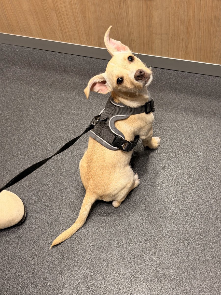 asaqurs's tweet photo. Coucou les copains 

Est-ce que parmi vous, il y aurait des connaisseurs en races de chiens qui pourraient m’aider à deviner de quelles races mon chiot pourrait être issu ? 🤔

Je suis curieuse d’avoir vos avis, même si ce ne sont que des suppositions 🥰 https://t.co/MIRExhAs5G